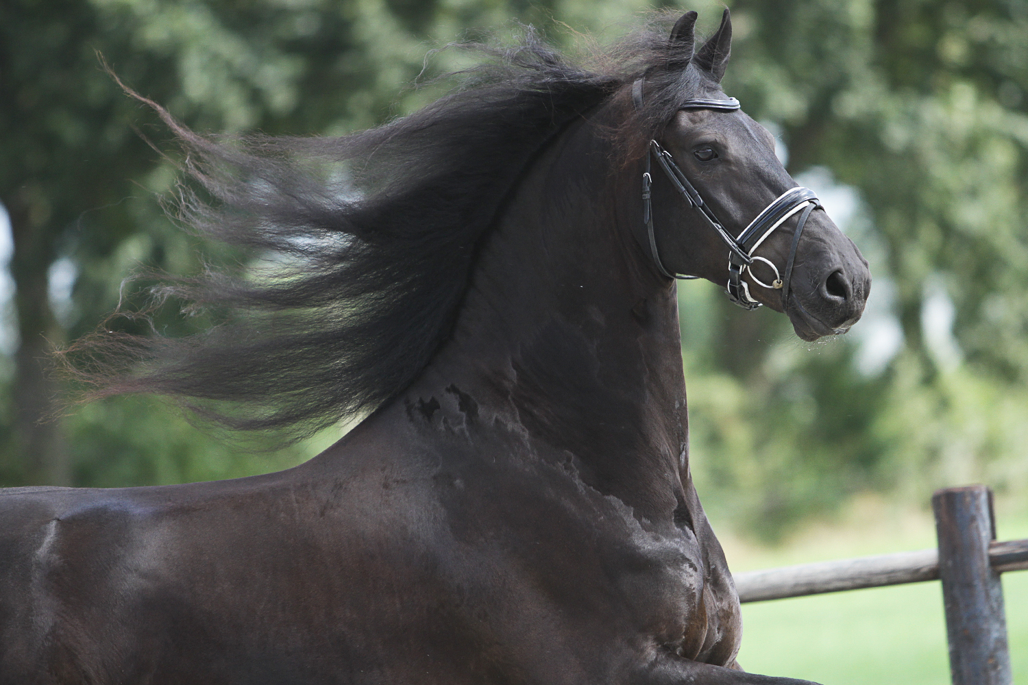Friesian JEMKO - Sold