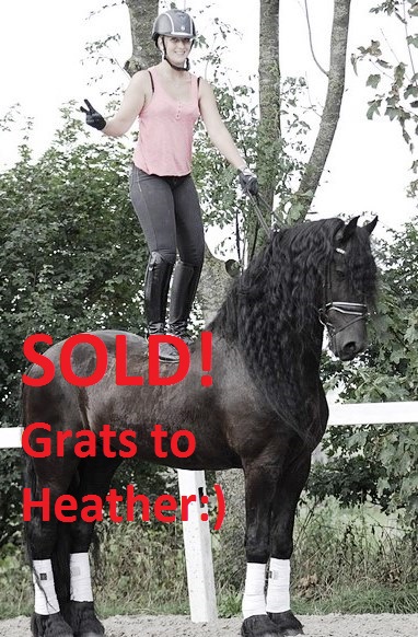 Friesian Eros BSF - Sold