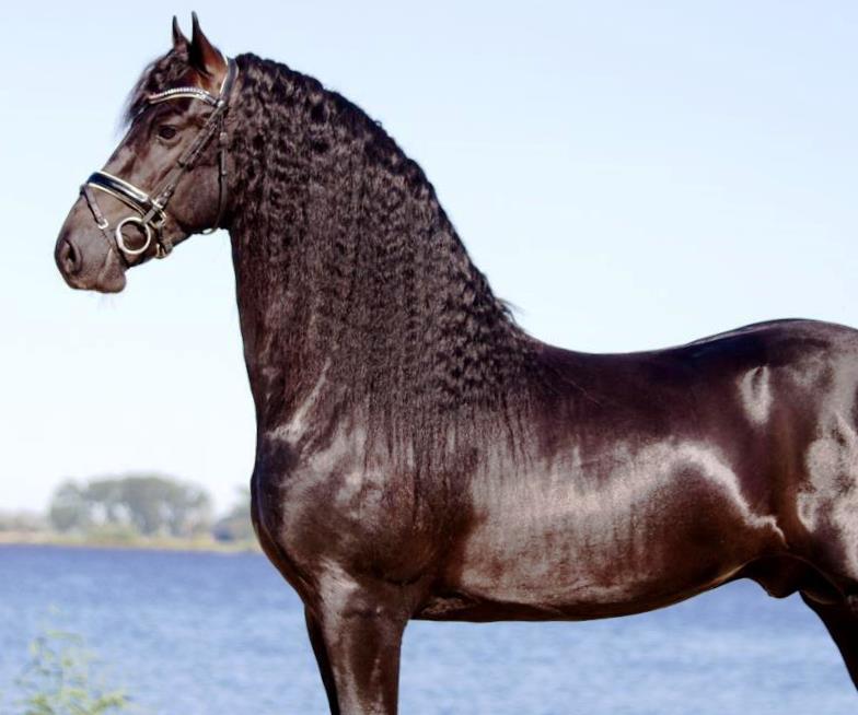 Friesian SVEN SPORT - Sold
