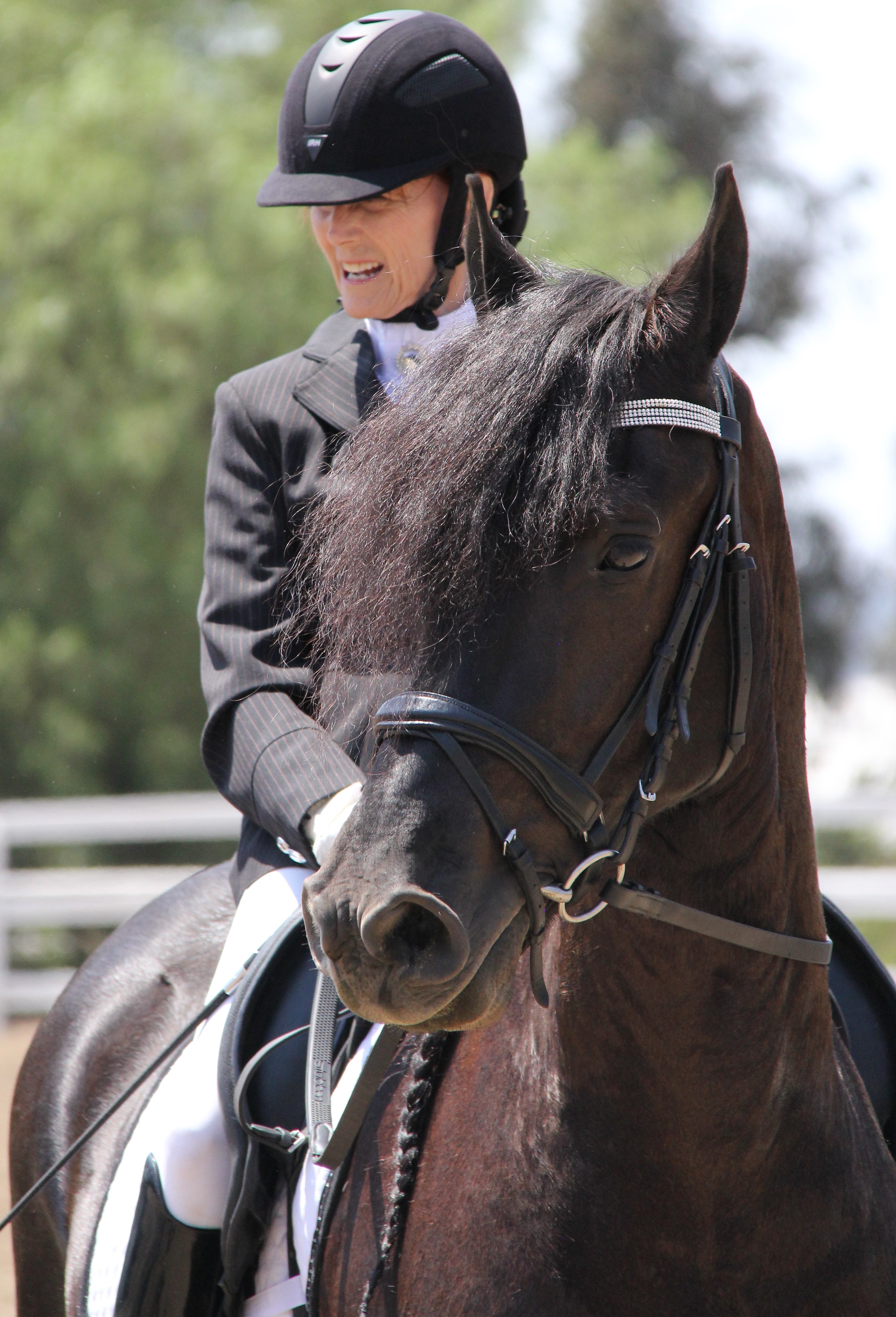 Friesian Okido - Sold