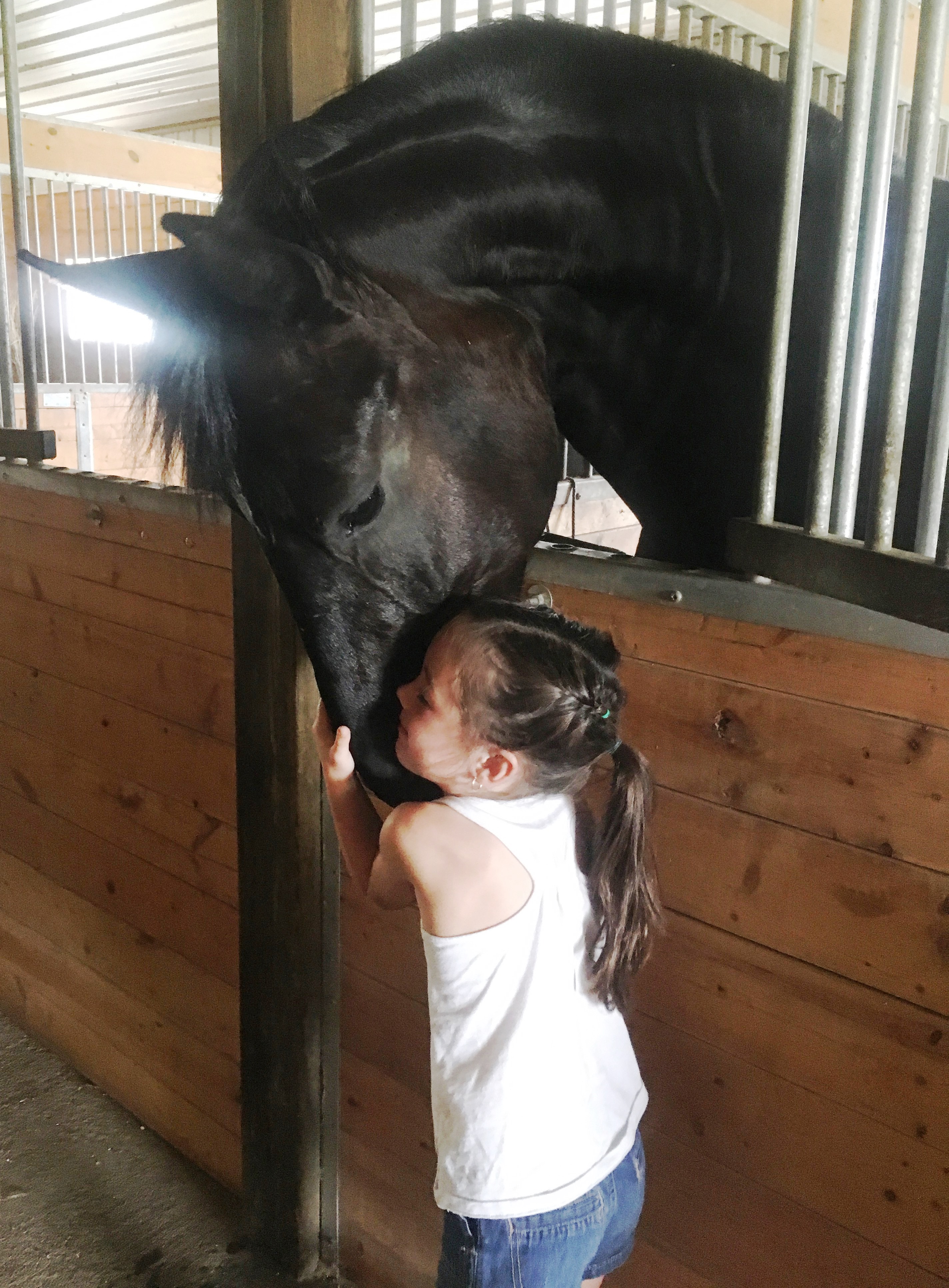 Friesian Xander SPORT - Sold