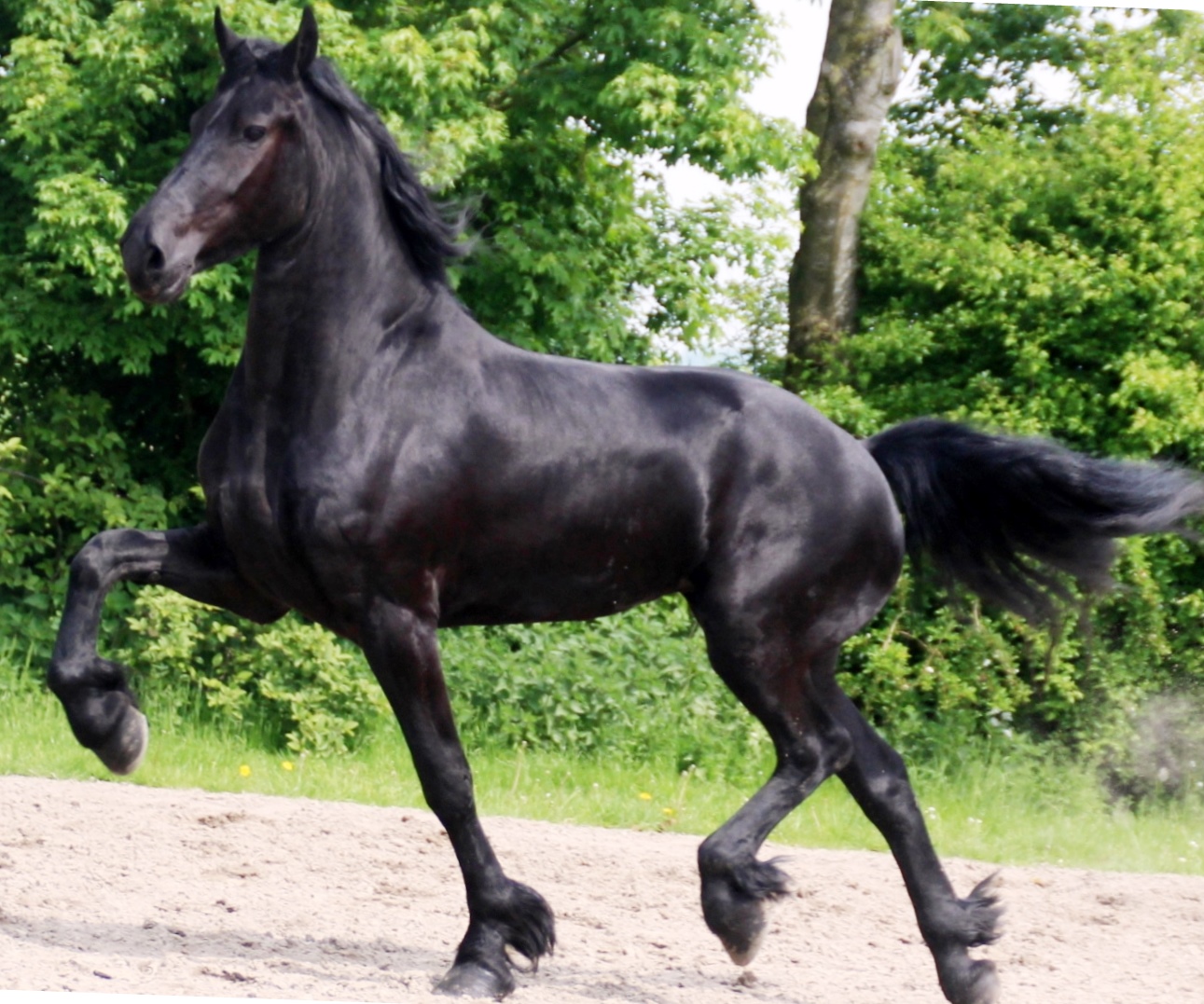 Friesian Anastasia - Sold