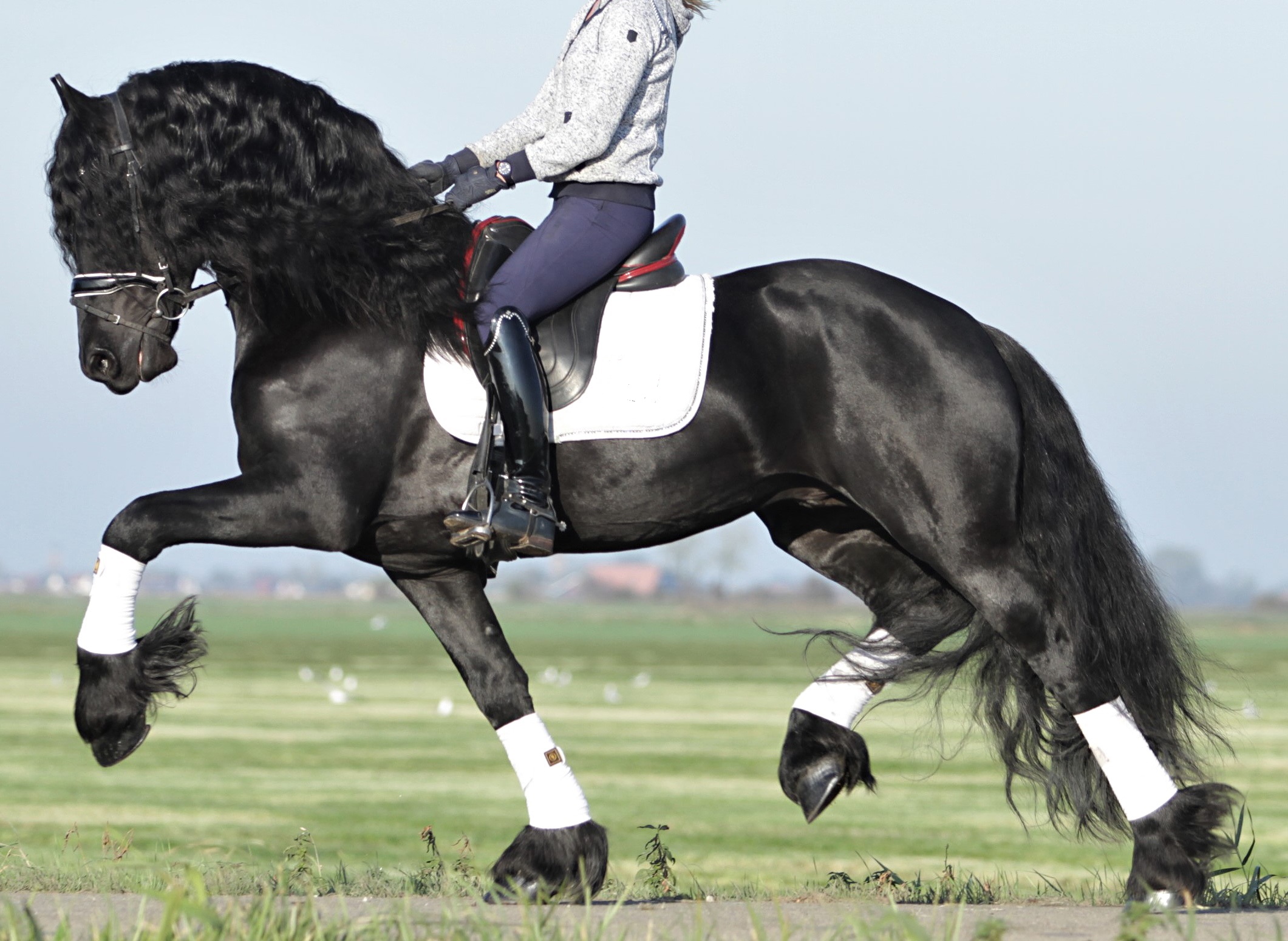 Friesian SETSE - Sold