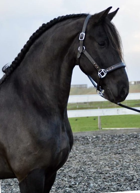 Friesian ALBERTO - Sold
