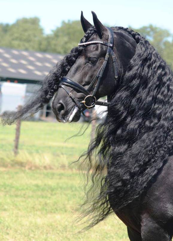 Friesian CHANEL SPORT - Sold