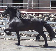 Friesian Arend - Sold