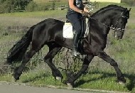 Friesian Basso - Sold
