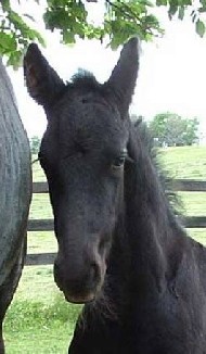 Friesians For Sale