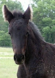 Friesians For Sale