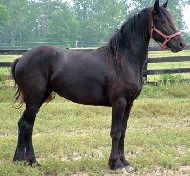 Friesians For Sale