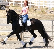 Friesians For Sale