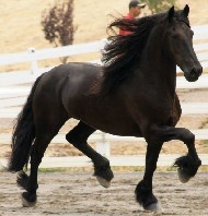 Friesians For Sale