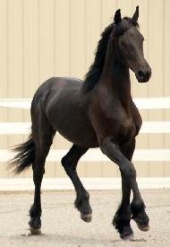 Recently Sold Friesian Summer 