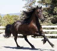 Friesians For Sale