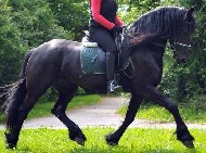 Friesians For Sale