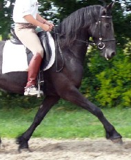 Friesians For Sale