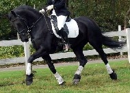 Friesian Jesse fan Panhueys STER - Sold