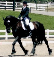 Recently Sold Friesian JOPPE STER 