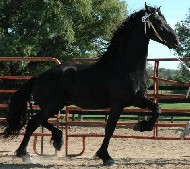 Friesians For Sale