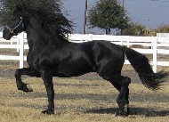 Friesians For Sale