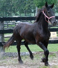 Friesians For Sale