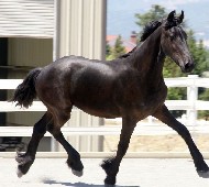 Friesians For Sale