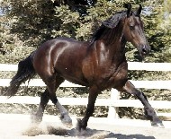 Friesians For Sale