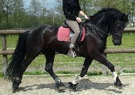 Friesians For Sale