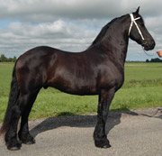 Friesian Libbe - Sold