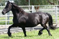 Friesian Madonna STER - Sold
