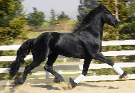 Friesians For Sale