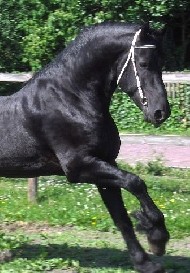 Friesian Nanne STER - Sold