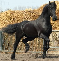 Friesians For Sale
