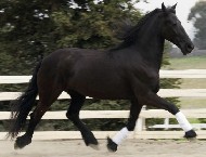 Friesian WHITNEY STER - Sold