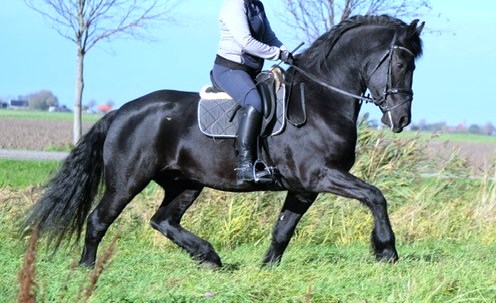 Friesian MAX BSF - Sold