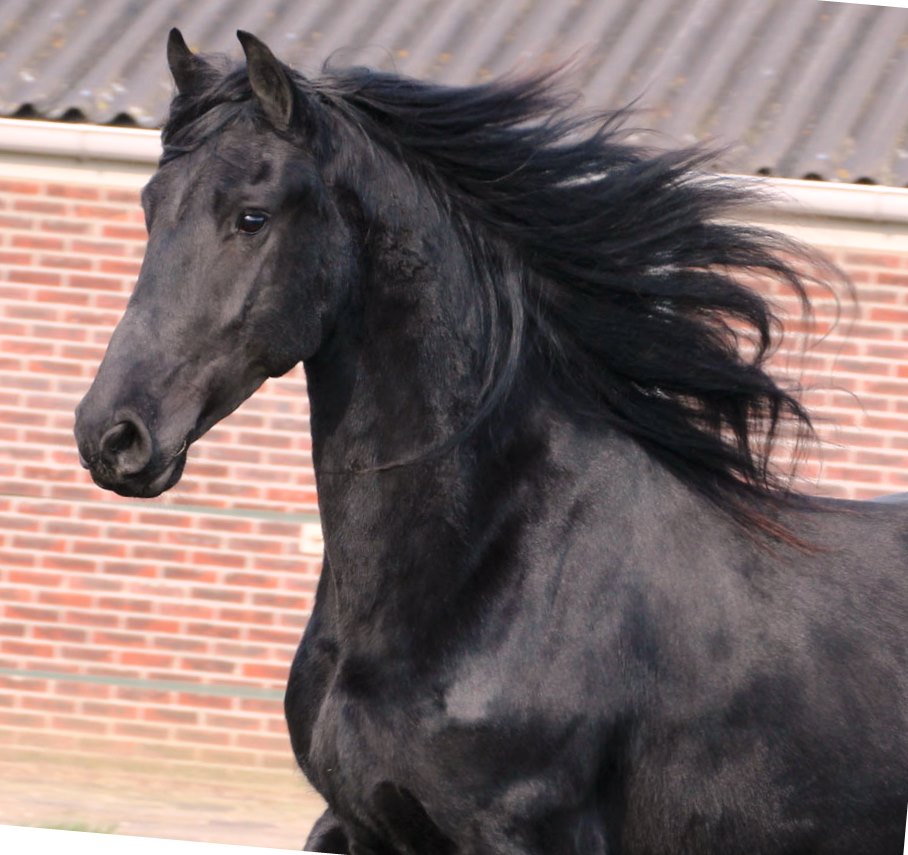 Friesian NAMKE S. - Sold