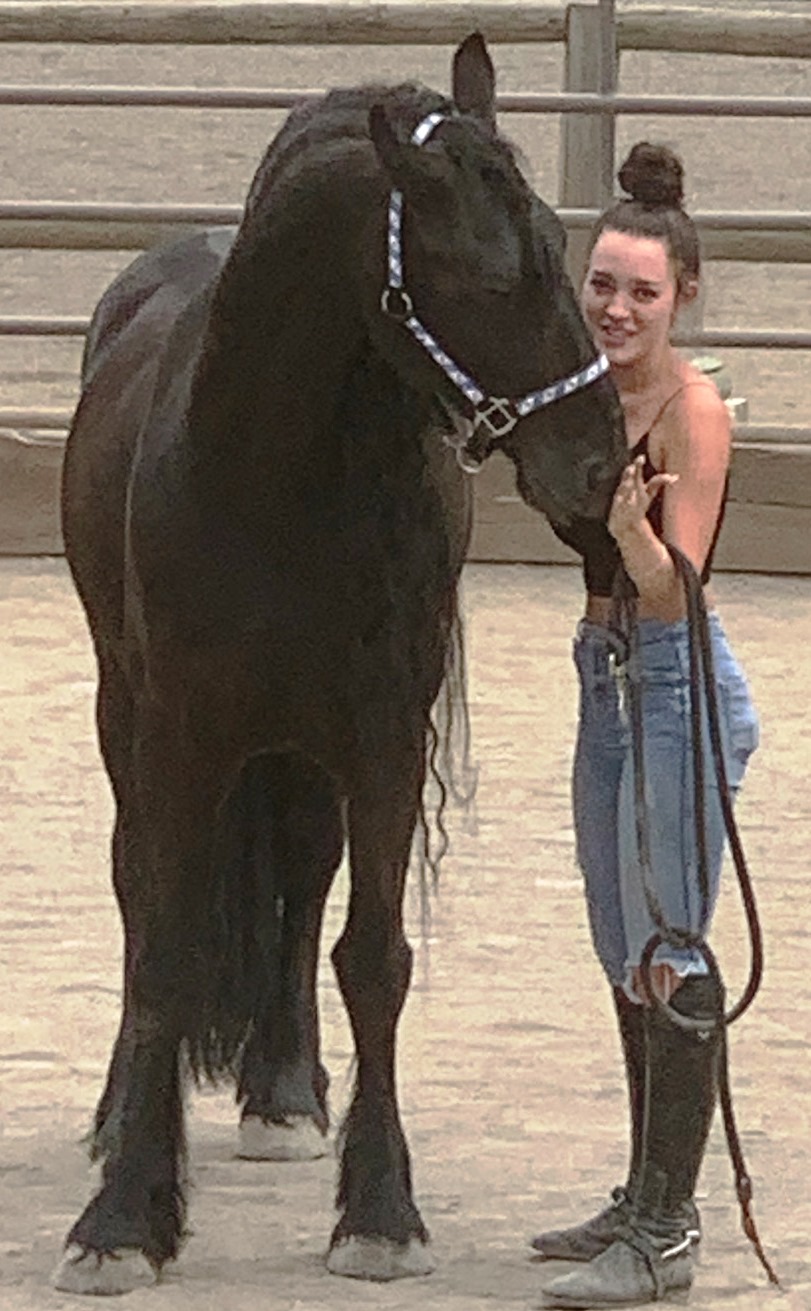 Friesian OEDSE BSF - Sold