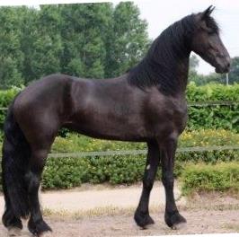 Friesian Rio Bella - Sold