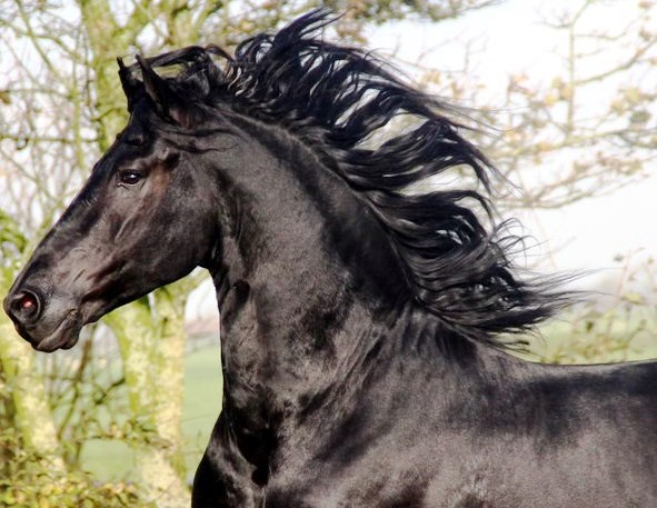 Friesian TALBOT - Sold
