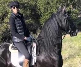 Friesian TARIQ - Sold