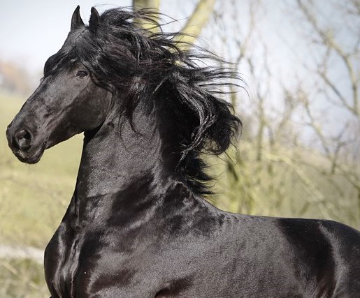 Friesian Tavas - Sold