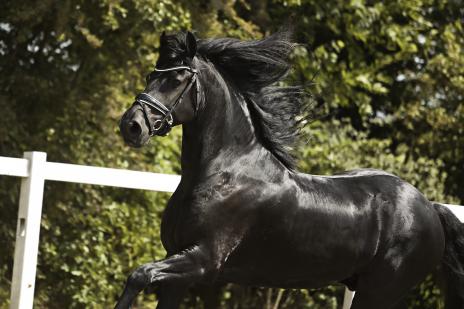View Friesian horse purchasing details for ASHER