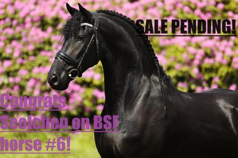View Friesian horse purchasing details for Leonardo STER