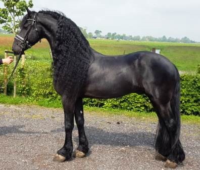 Friesian Sjirk STER and SPORT - Sold