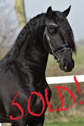 Friesian Warner - Sold