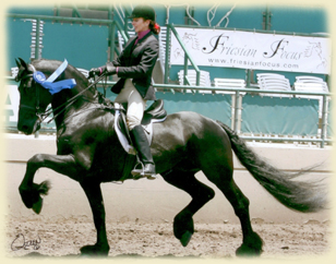 Friesian horse