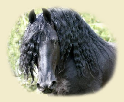 Friesian horse