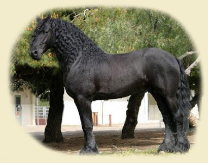 Friesian horse