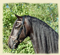 Friesian Fancy Bridle