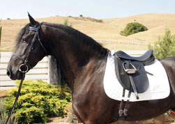 Black Sterling Dressage Package